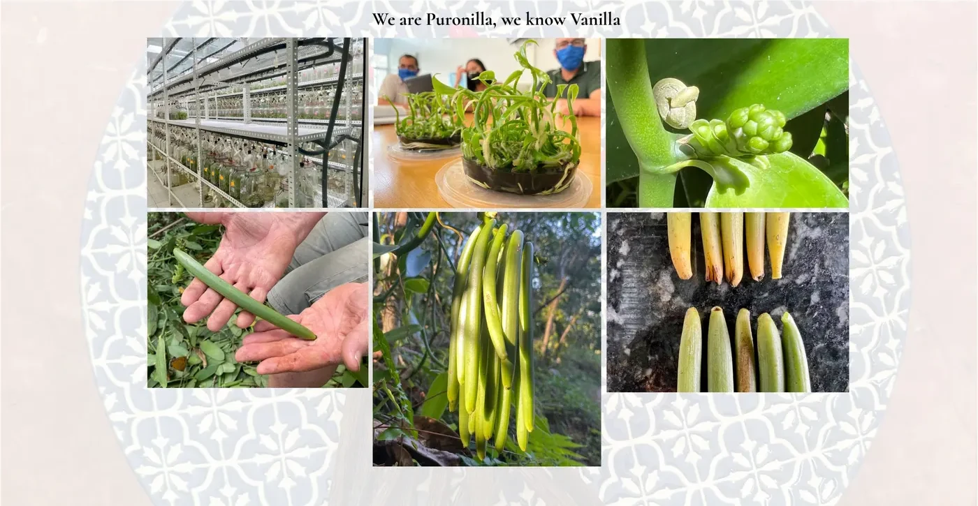 Puronilla propagation and vanilla plants