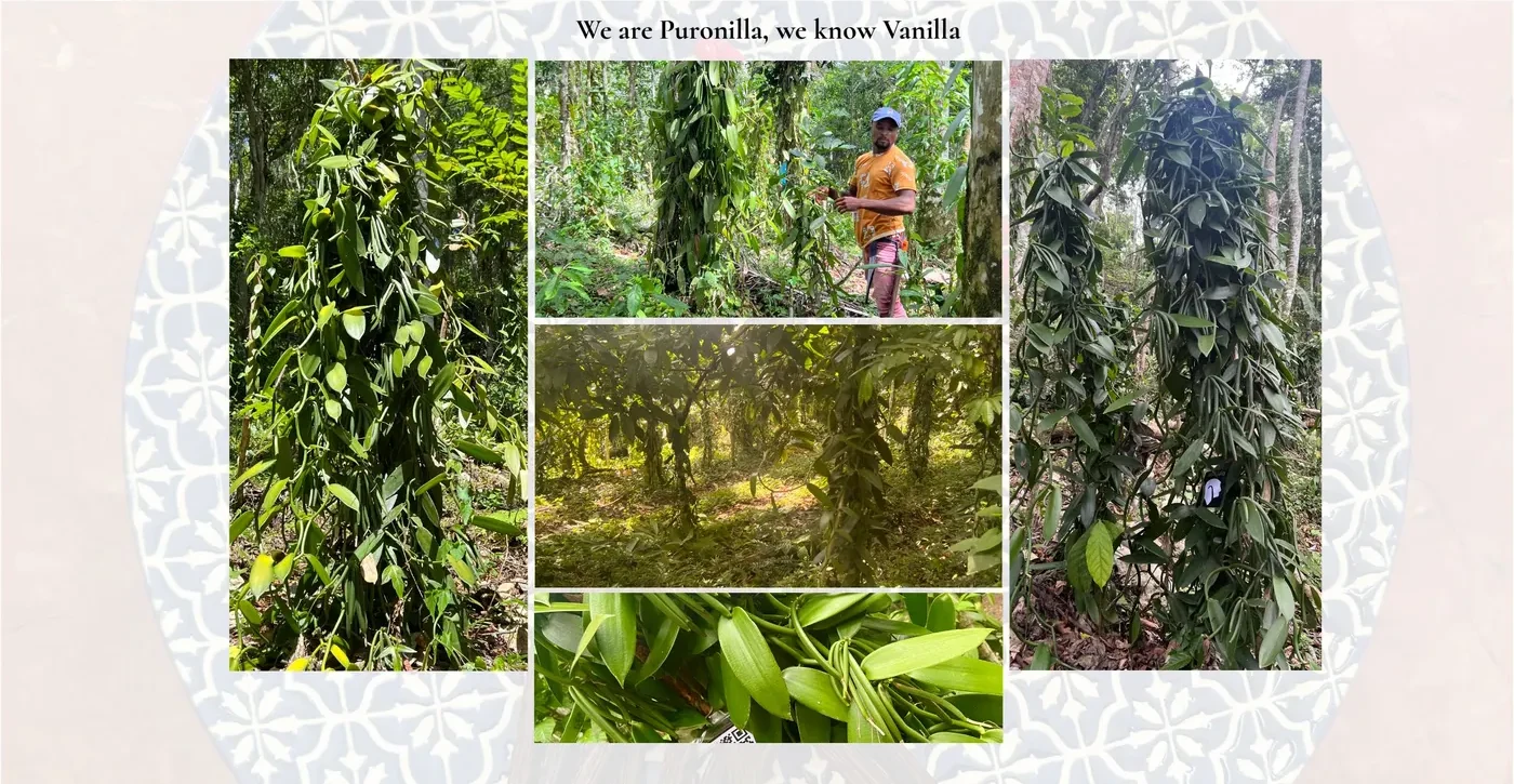 Vanilla growing in the rainforest