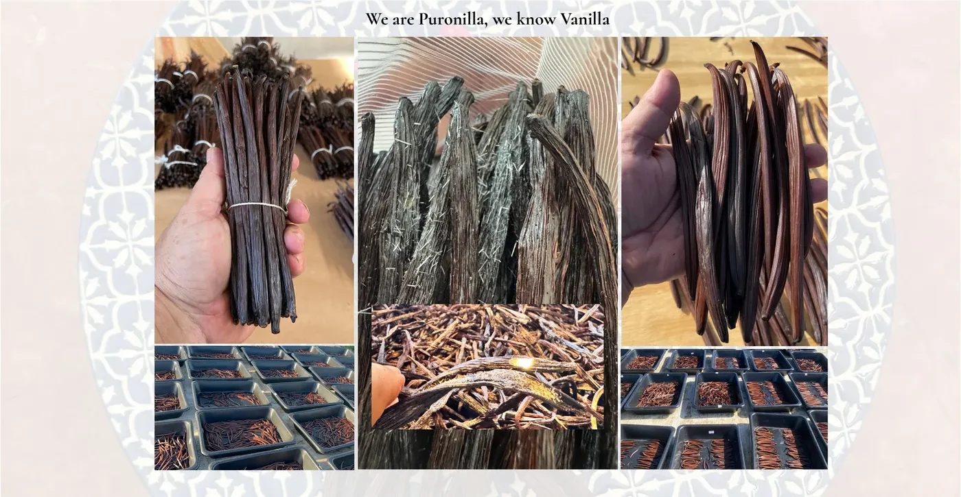 Harvested and cured vanilla