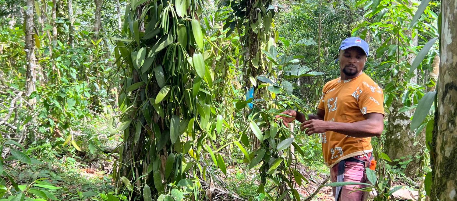A farmer from the valley tending a vanilla vine in fruit on its host tree