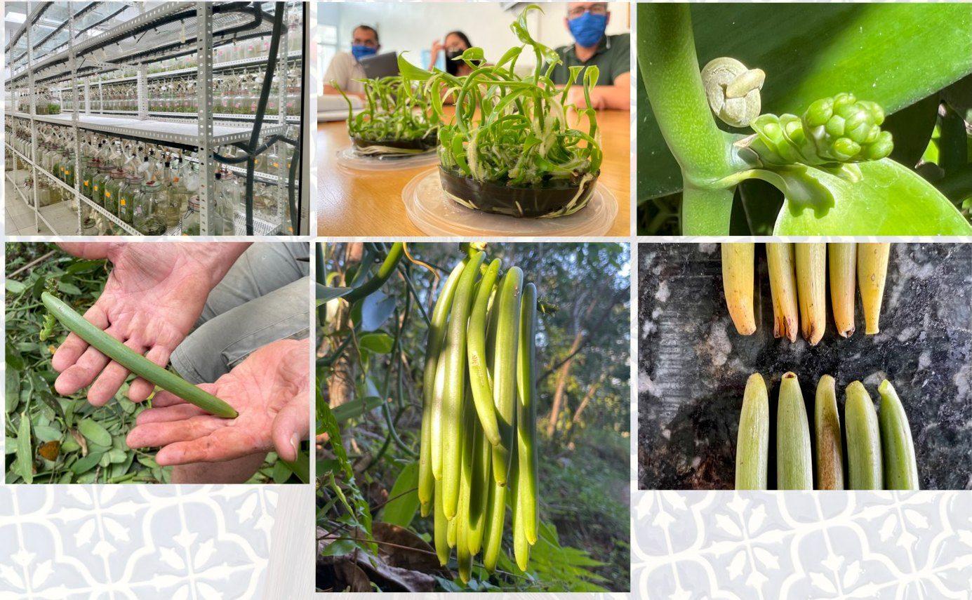Laboratory propagation and young vanilla plants