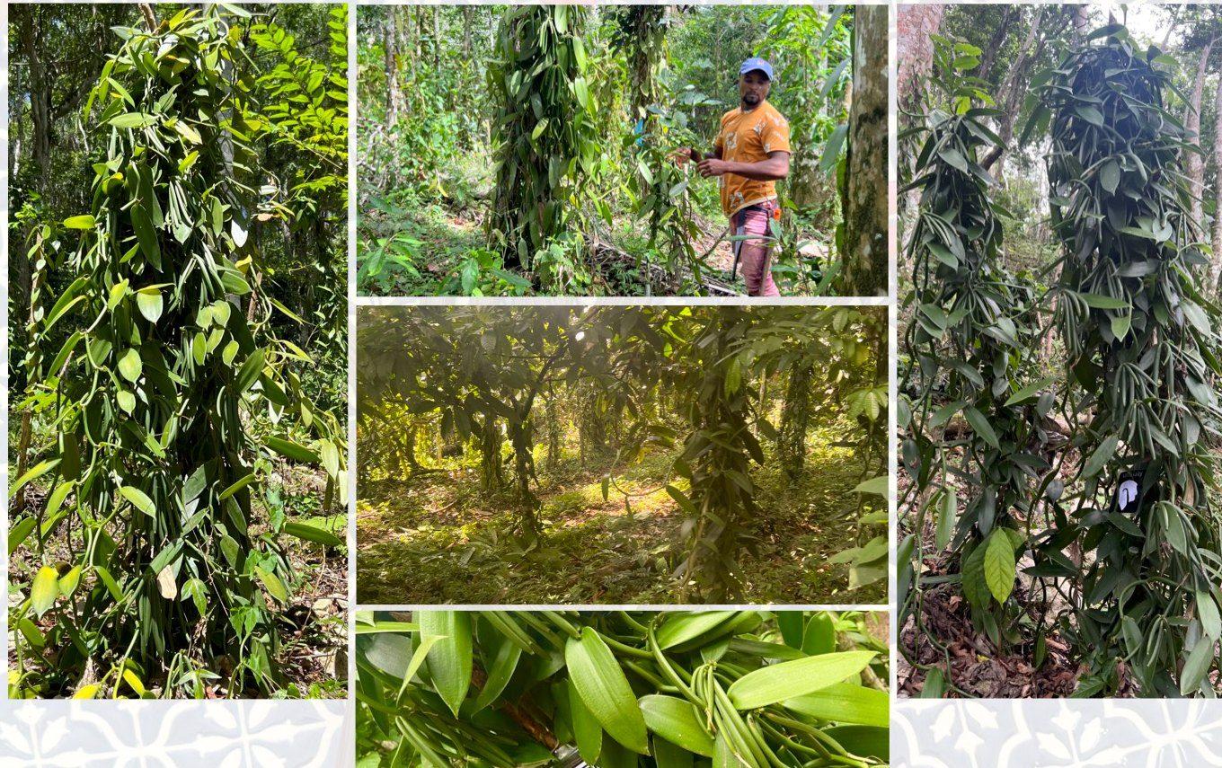 Vanilla vines growing on trees in the rainforest